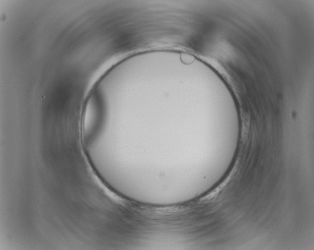 X0000062911294200602101822