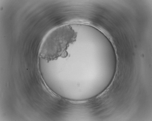 X0000062911296200602101822