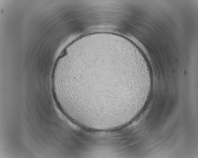 X0000062911341200602101822