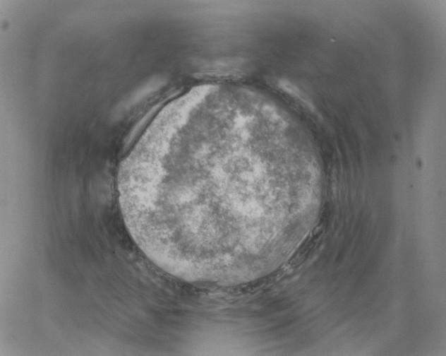 X0000062911350200602101822