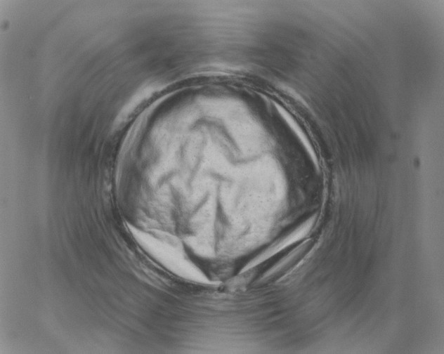 X0000062911355200602101822