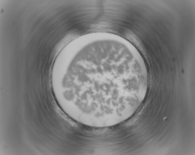 X0000062911386200602101821