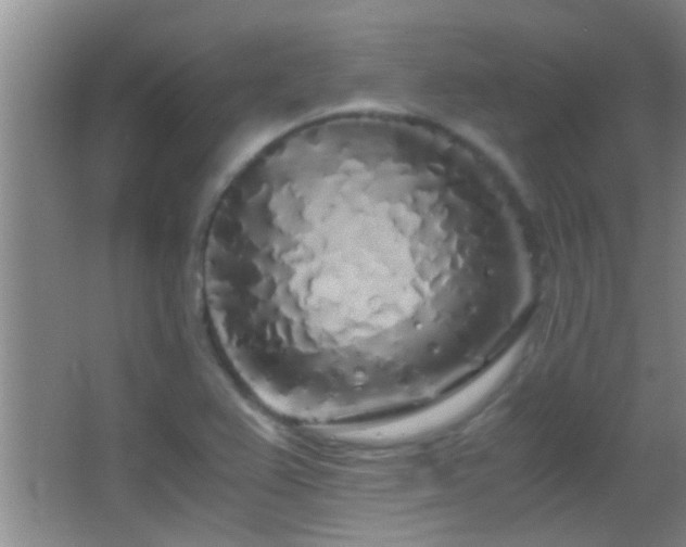 X0000062921367200601131441