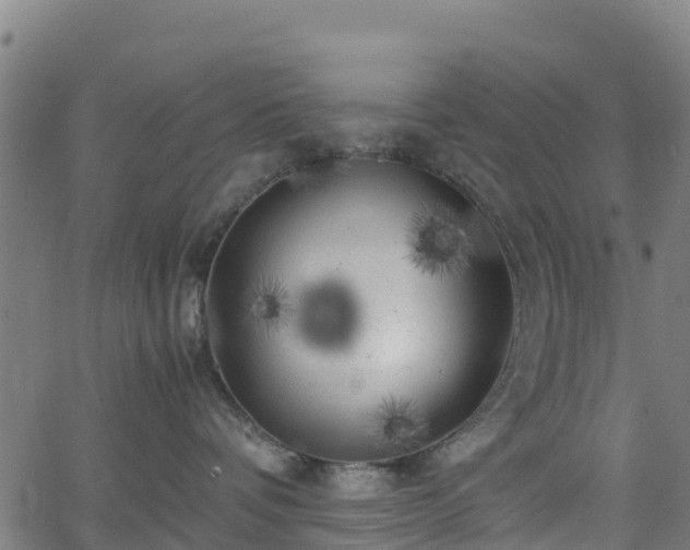 X0000062920336200601181251