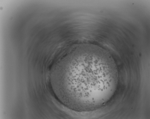 X0000062920038200601202013