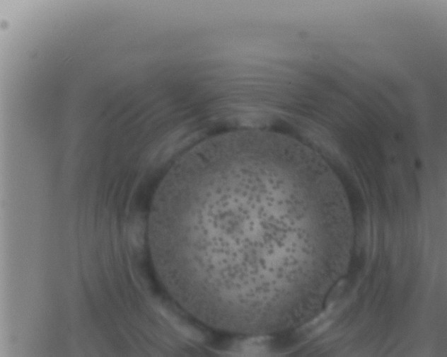 X0000062920078200601202012