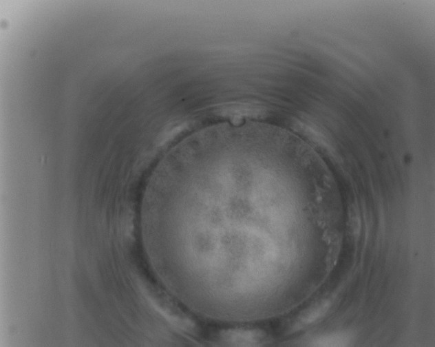 X0000062920255200601202009