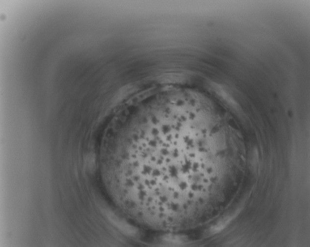 X0000062920261200601202009