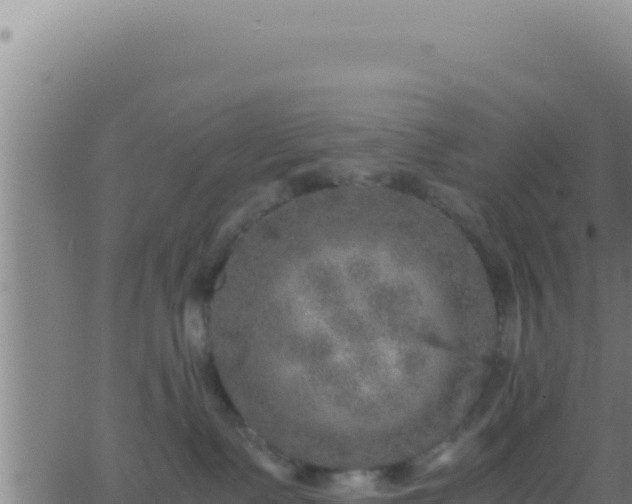 X0000062920335200601202008