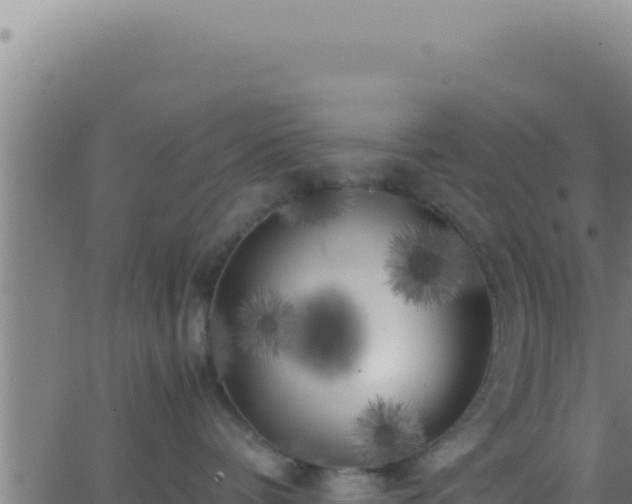 X0000062920336200601202008