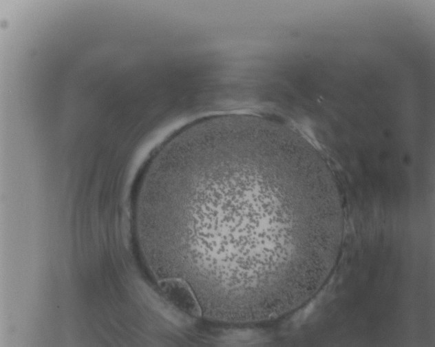 X0000062920342200601202007