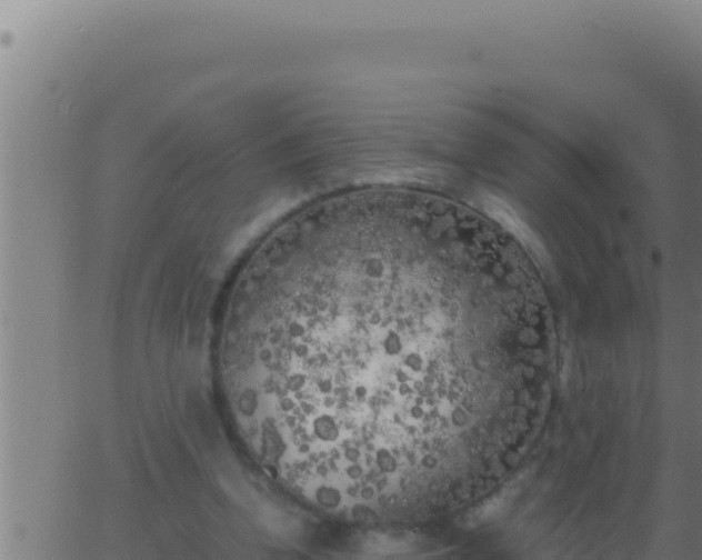 X0000062920346200601202007