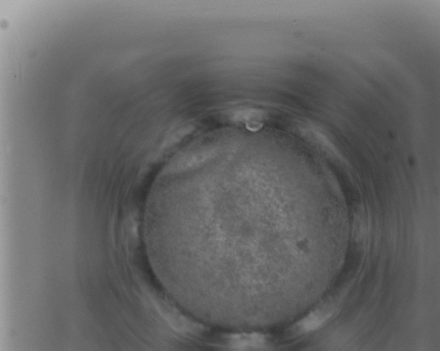 X0000062920363200601202007