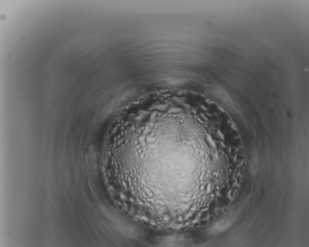 X0000062920366200601202007