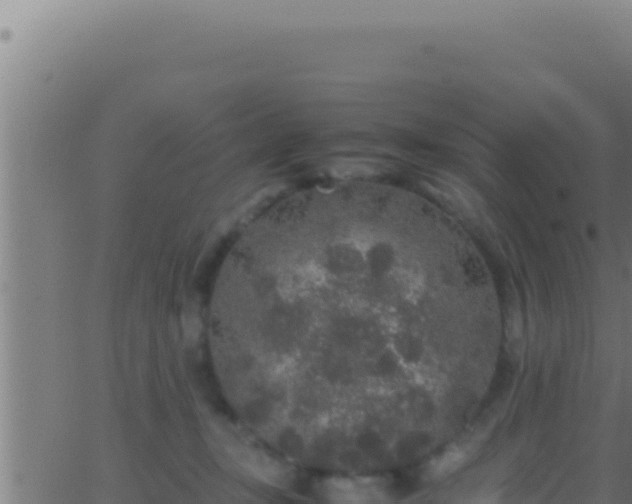 X0000062920367200601202007