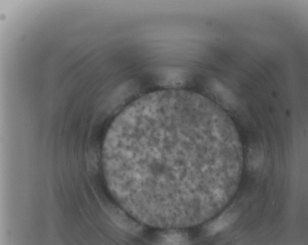 X0000062920370200601202007