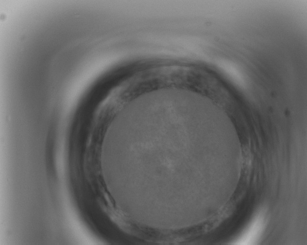 X0000062920431200601202006