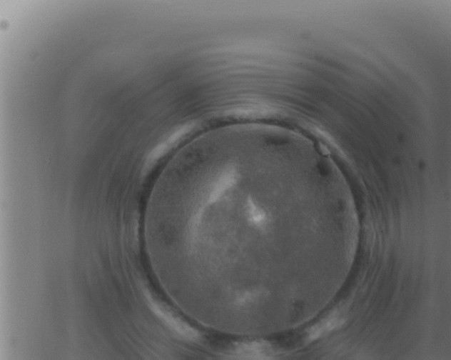 X0000062920446200601202006