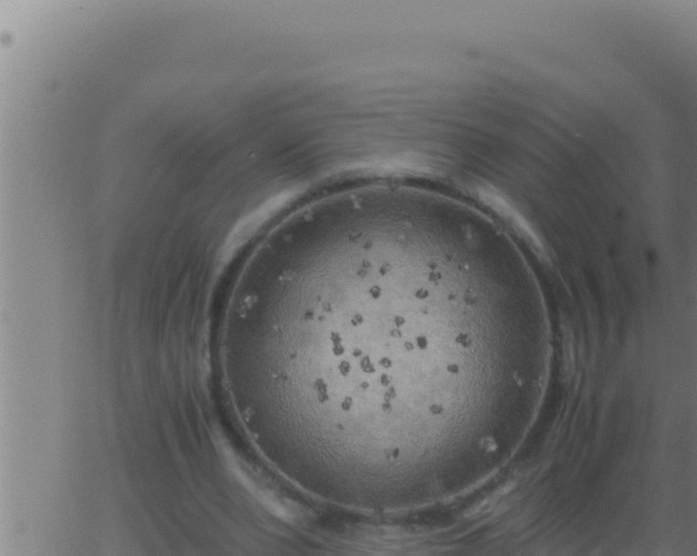 X0000062920486200601202005