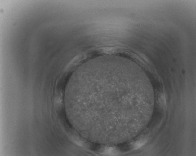 X0000062920507200601202005