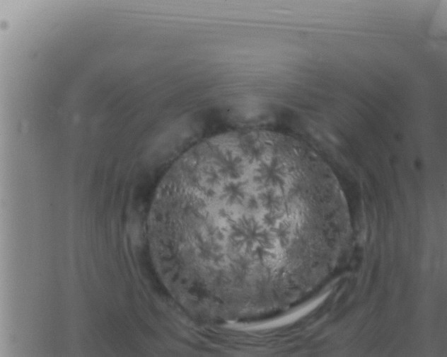 X0000062920515200601202005