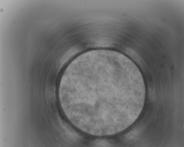 X0000062920534200601202004