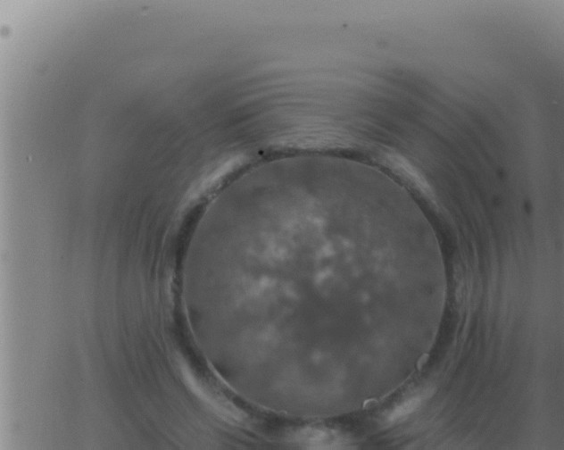 X0000062920542200601202004