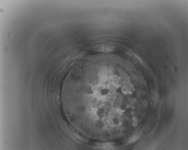 X0000062920553200601202004