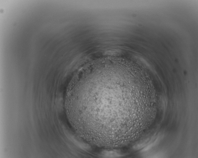 X0000062920557200601202004