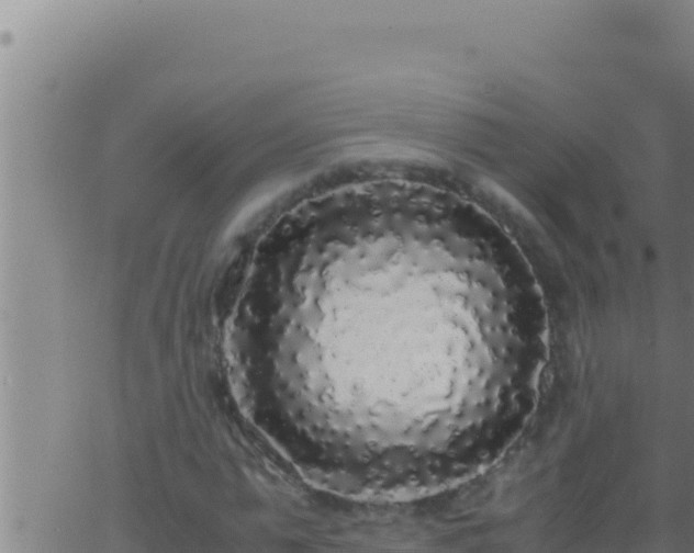 X0000062920775200601202000