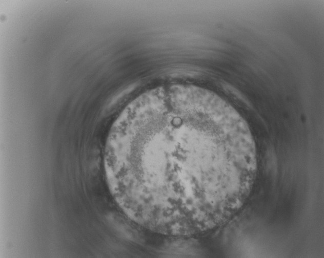 X0000062920824200601201959