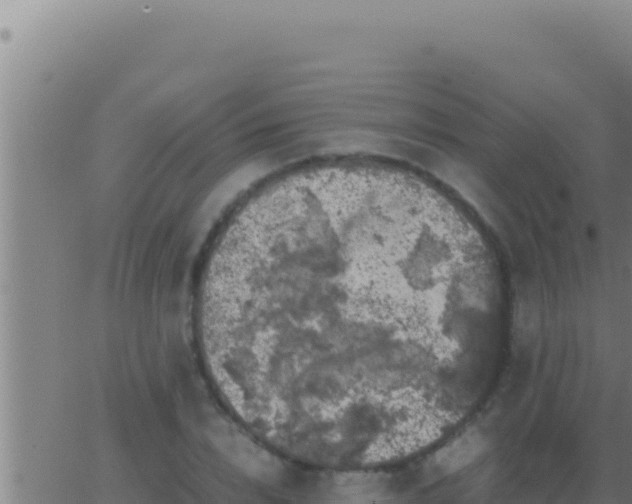 X0000062920832200601201959