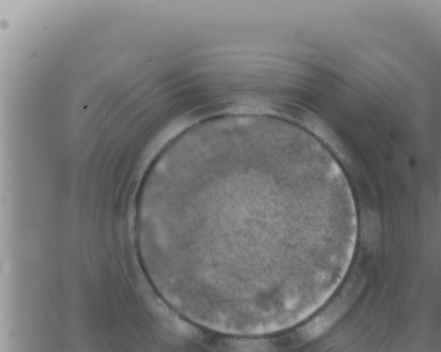 X0000062920856200601202000