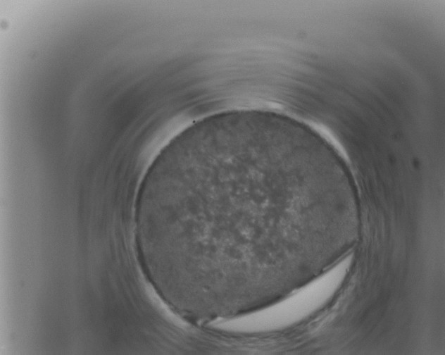 X0000062920895200601201959