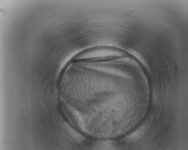 X0000062920926200601201958