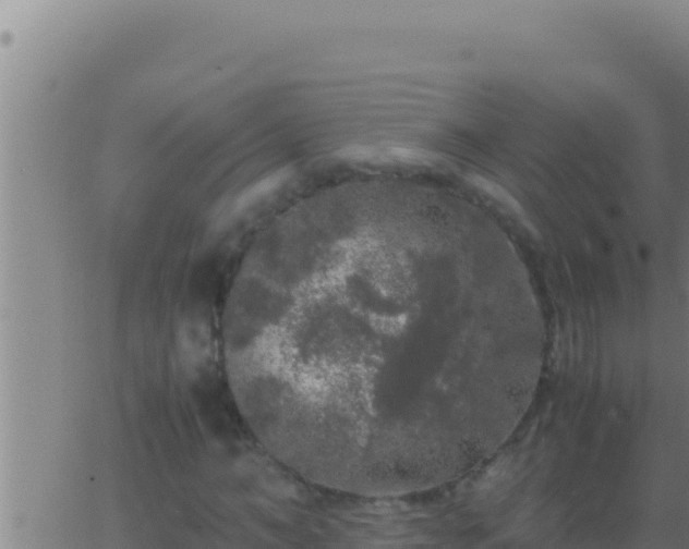 X0000062920966200601201957