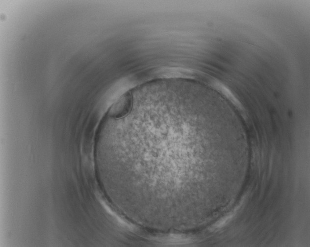 X0000062920986200601201957