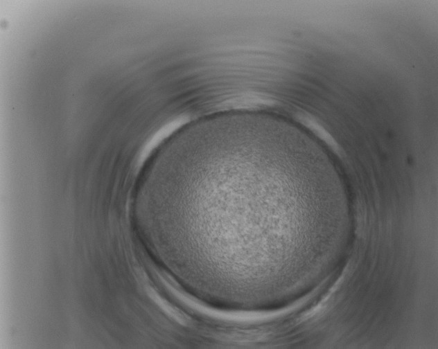 X0000062921026200601201956