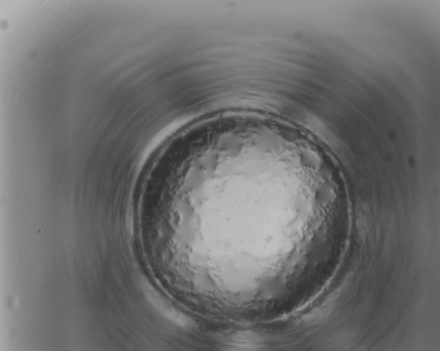 X0000062921028200601201956