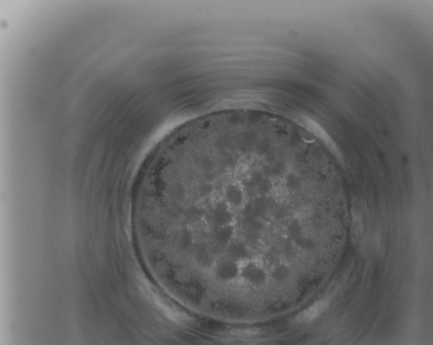 X0000062921035200601201956