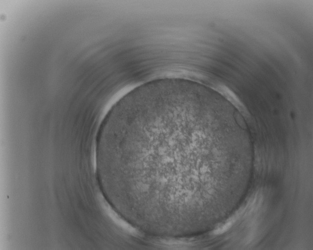 X0000062921036200601201956