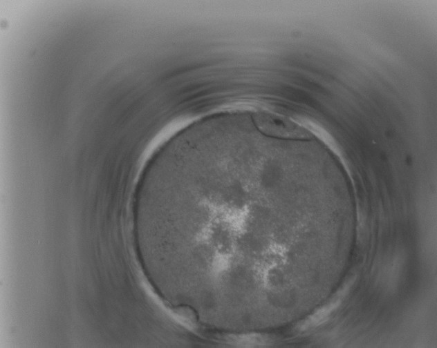 X0000062921045200601201956