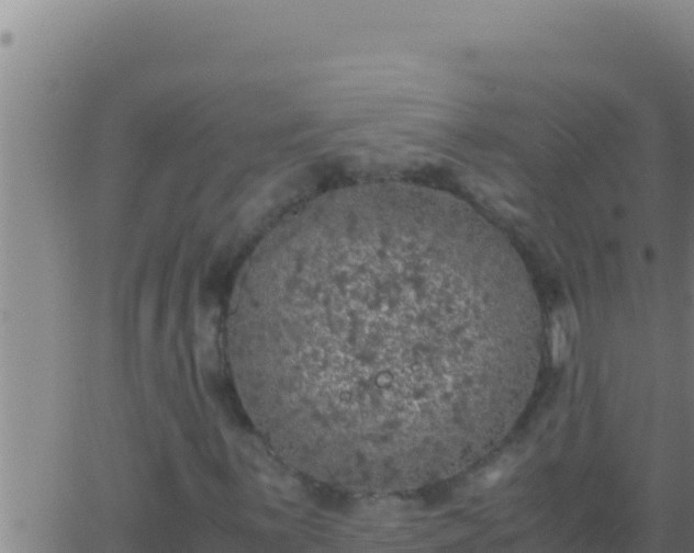 X0000062921059200601201956