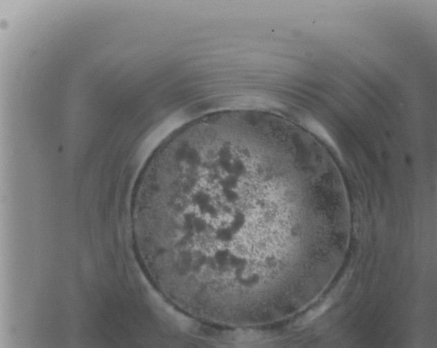 X0000062921087200601201955