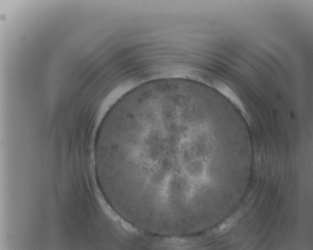 X0000062921088200601201955