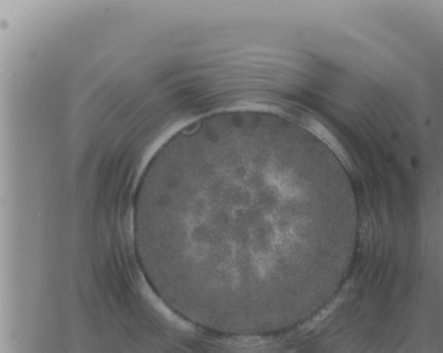 X0000062921092200601201955