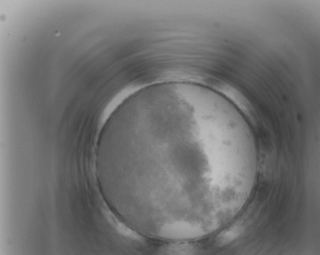 X0000062921094200601201955