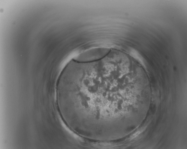 X0000062921095200601201955