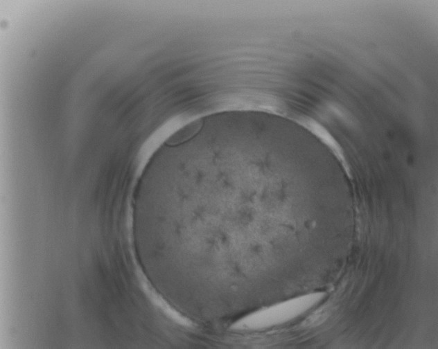 X0000062921096200601201955