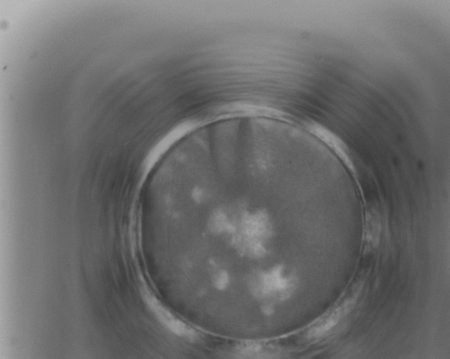 X0000062921098200601201955